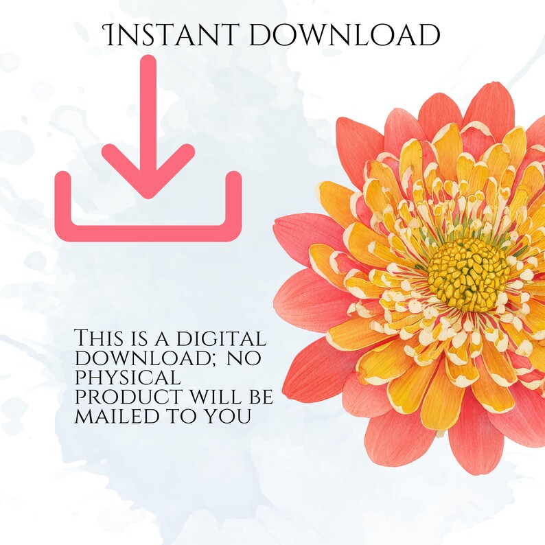 Chrysanthemums Clipart, Vintage Mum Flower Illustrations, Botanical Chrysanthemum PNG Graphics for Crafts, Invitations, Scrapbooking & POD