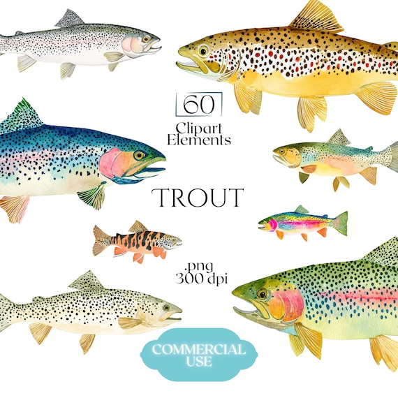 Trout Clipart, Watercolor Trout Fish PNG Graphics, Fishing Illustrations (60 Files, Transparent Background, Commercial Use)