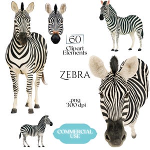 Puede incluir: Una colección de ilustraciones de cebras con varias poses y ángulos, incluyendo vistas de cuerpo completo y solo de la cabeza. El texto dice 60 Clipart Elements, ZEBRA, .png 300 dpi y COMMERCIAL USE, sobre un fondo blanco liso.