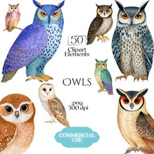 May include: A collection of watercolor owl clipart elements. The image features various owl illustrations in shades of blue, brown, green, and white. Text includes "50 Clipart Elements", "Owls", ".png 300 dpi", and "Commercial Use".