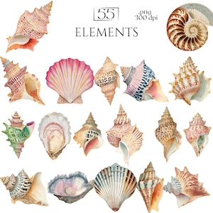 Ocean Beach Shell Illustrations