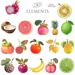 Watercolor Fruit Illustrations