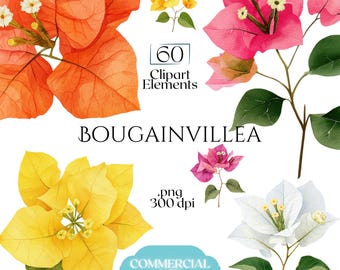 Op de afbeelding: Waterverfillustratie van bougainvillea bloemen in verschillende kleuren: oranje, geel, roze en wit. De afbeelding bevat de tekst "60 Clipart Elements", "BOUGAINVILLEA", ".png 300 dpi" en "COMMERCIAL USE".