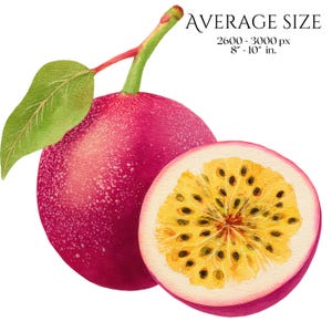 Commercial Use Fruit Clip Art