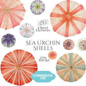 Peut inclure: Illustrations à l'aquarelle de coquilles d'oursins de mer aux couleurs variées, notamment rose, orange, bleu, vert et violet. L'image contient le texte "60 Clipart Elements" et "Sea Urchin Shells". Le texte ".png 300 dpi" et "Commercial Use" est également présent.