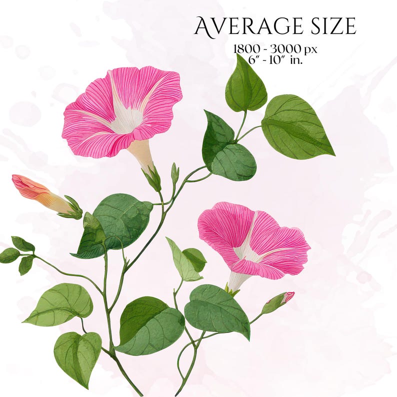 Pink Watercolor Flowers Clipart, Elegant Botanical PNG Bundle, Floral Illustrations for Wedding Invitations, Pinky Ephemera, Bloom Stickers