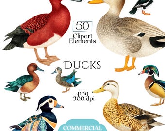 Enten Clipart, bunte Wasservögel PNGs, Naturforscher Illustrationen für Aufkleber, Junk Journals, Logos, Websites, Einladungen & Natur-Drucke