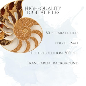 Art Nouveau Seashells Clipart, Ornamental Vintage Sea Shell PNG Graphics with Transparent Background for Branding, Decor & POD