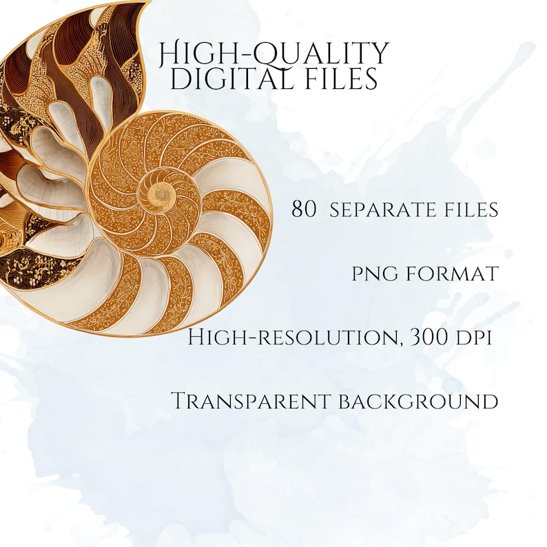 Art Nouveau Seashells Clipart, Ornamental Vintage Sea Shell PNG Graphics with Transparent Background for Branding, Decor & POD