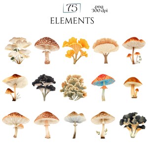Watercolor Mushroom Clipart, Botanical Mushroom Graphics, Woodland Fungi Illustrations (75 Files, Transparent Background)