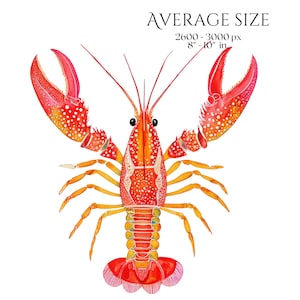 Shellfish Clipart, Crab Lobster Shrimp Oyster Seashell Illustration, Ocean Seafood PNG Elements for Crafts, Coastal Nautical Marine Graphics