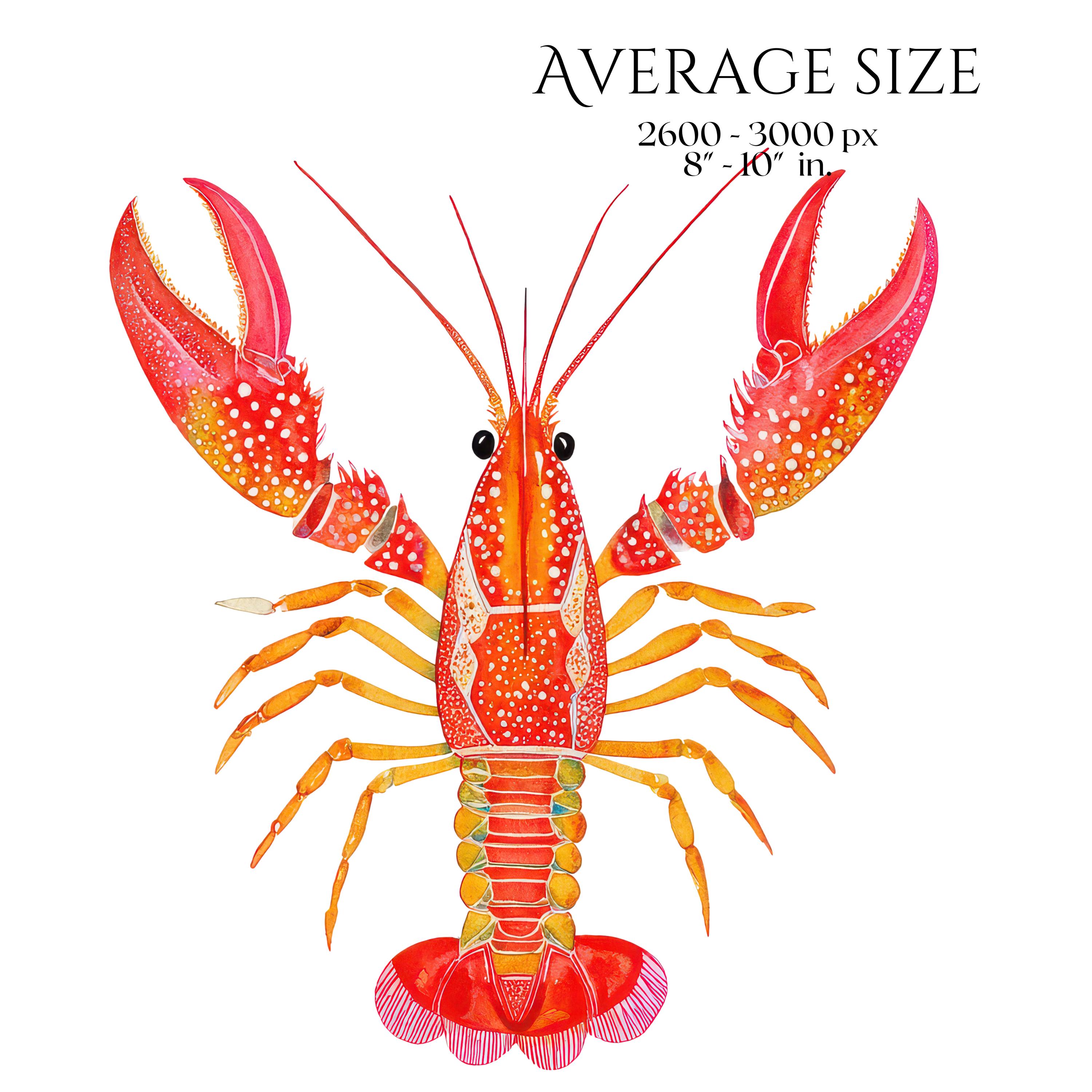Shellfish Clipart, Crab Lobster Shrimp Oyster Seashell Illustration ...