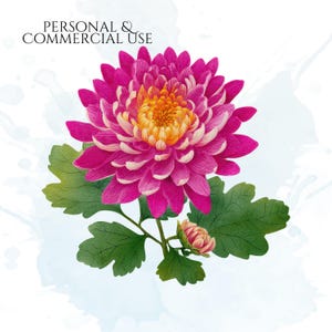Chrysanthemums Clipart, Vintage Mum Flower Illustrations, Botanical Chrysanthemum PNG Graphics for Crafts, Invitations, Scrapbooking & POD