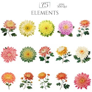 Chrysanthemums Clipart, Vintage Mum Flower Illustrations, Botanical Chrysanthemum PNG Graphics for Crafts, Invitations, Scrapbooking & POD