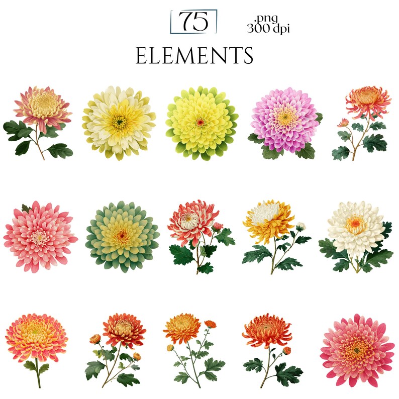 Chrysanthemums Clipart, Vintage Mum Flower Illustrations, Botanical Chrysanthemum PNG Graphics for Crafts, Invitations, Scrapbooking & POD