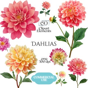 May include: A watercolour illustration featuring a collection of dahlias in a range of colours, including pink, red, yellow, and purple. The image includes the text "60 Clipart Elements", "DAHLIAS", ".png 300 dpi", and "COMMERCIAL USE".