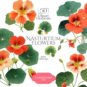 Imágenes prediseñadas de flor de capuchina, ilustraciones florales de acuarela naranja, gráficos para invitaciones de boda, conjunto de PNG botánicos, pegatinas para uso comercial