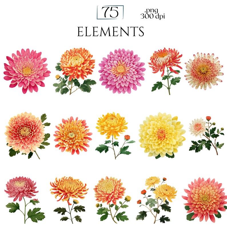 Chrysanthemums Clipart, Vintage Mum Flower Illustrations, Botanical Chrysanthemum PNG Graphics for Crafts, Invitations, Scrapbooking & POD