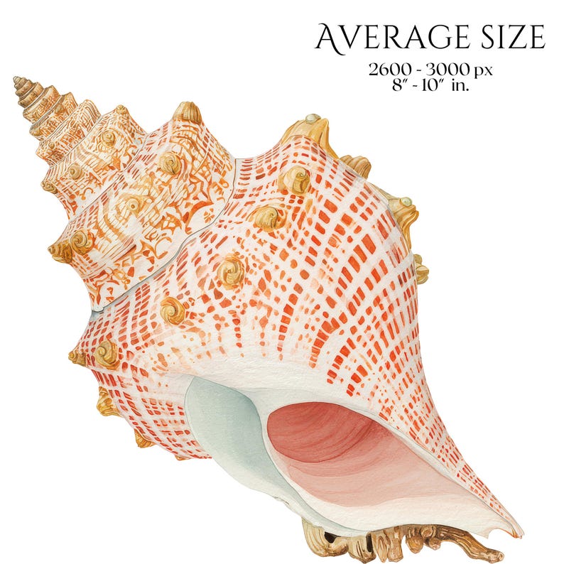 Seashells Clipart PNG Bundle