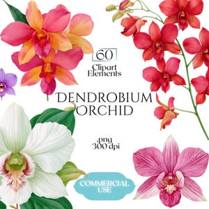 May include: A digital collection of 60 Dendrobium orchid clipart elements in .png format at 300 dpi. The set features watercolor-style illustrations of orchids in shades of red, pink, orange, white, and purple, accompanied by green leaves.