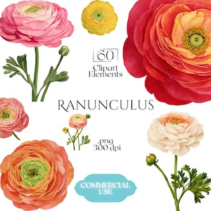 May include: A digital collection of 60 Ranunculus clipart elements featuring various watercolor-style flowers in shades of pink, yellow, orange, and white, with green stems and leaves, including text labels 60 Clipart Elements, RANUNCULUS, .png 300 dpi, and COMMERCIAL USE.