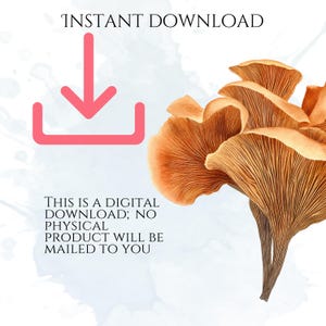 Watercolor Mushroom Clipart, Botanical Mushroom Graphics, Woodland Fungi Illustrations (75 Files, Transparent Background)