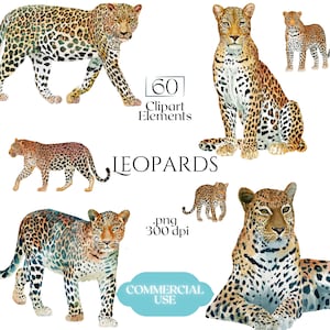 Puede incluir: Ilustraciones de acuarela de leopardos en varias poses, con pelajes manchados y detalles faciales. Incluye el texto "60 Clipart Elements" y "Leopards". La imagen también incluye el texto ".png 300 dpi" y "Commercial Use".
