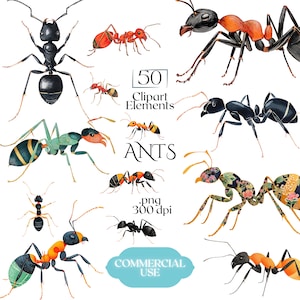 Könnte beinhalten: Eine Sammlung von 50 Aquarell-Clipart-Elementen mit verschiedenen Ameisen-Illustrationen. Die Ameisen sind in einer Reihe von Farben dargestellt, darunter Schwarz, Rot, Orange, Grün und Gelb, mit aufwendigen Details. Der Text "ANTS", ".png 300 dpi" und "COMMERCIAL USE" ist enthalten.
