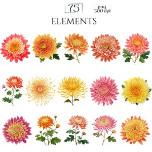 Chrysanthemums Clipart, Vintage Mum Flower Illustrations, Botanical Chrysanthemum PNG Graphics for Crafts, Invitations, Scrapbooking & POD