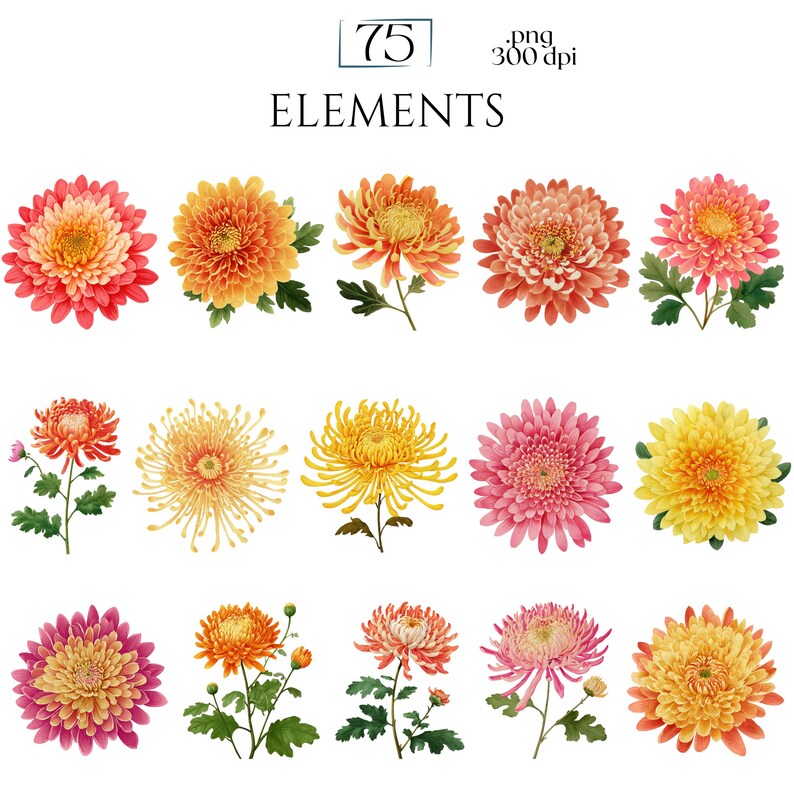 Chrysanthemums Clipart, Vintage Mum Flower Illustrations, Botanical Chrysanthemum PNG Graphics for Crafts, Invitations, Scrapbooking & POD