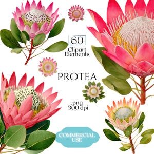 Op de afbeelding: Waterverfillustratie van proteabloemen in roze, wit en geel, met groene bladeren. De afbeelding bevat de tekst "60 Clipart Elements", "PROTEA", ".png 300 dpi" en "COMMERCIAL USE".