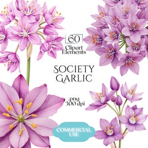 May include: A watercolour illustration of Society Garlic flowers in shades of purple and pink, with yellow stamens. The image includes text that reads "60 Clipart Elements", "Society Garlic", ".png 300 dpi", and "Commercial Use".