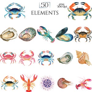 Shellfish Clipart, Crab Lobster Shrimp Oyster Seashell Illustration, Ocean Seafood PNG Elements for Crafts, Coastal Nautical Marine Graphics