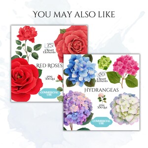Chrysanthemums Clipart, Vintage Mum Flower Illustrations, Botanical Chrysanthemum PNG Graphics for Crafts, Invitations, Scrapbooking & POD