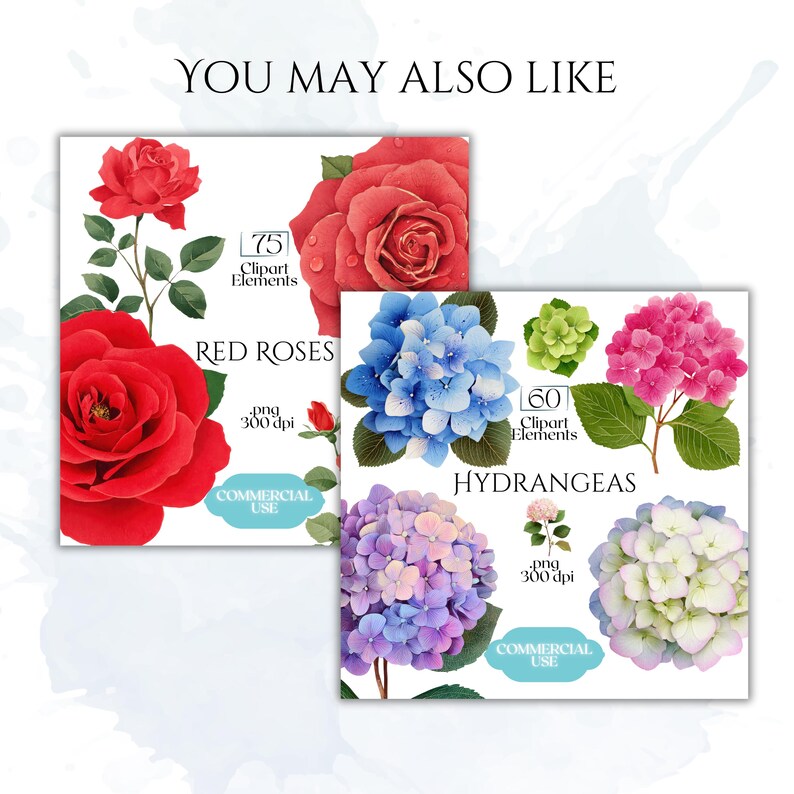 Chrysanthemums Clipart, Vintage Mum Flower Illustrations, Botanical Chrysanthemum PNG Graphics for Crafts, Invitations, Scrapbooking & POD