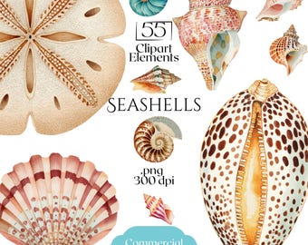 Muscheln Clipart, Aquarell Muschel PNG-Bundle, Ocean Beach Shell Illustrationen, Nautical Clip Art Pack, kommerzielle Nutzung Seaside Elements