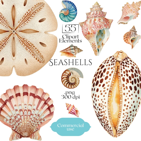 Seashells Clipart, Watercolor Seashell PNG Bundle, Ocean Beach Shell Illustrations, Nautical Clip Art Pack, Commercial Use Seaside Elements