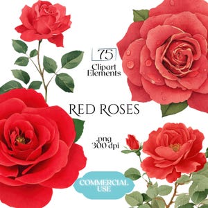 Puede incluir: Ilustración en acuarela de rosas rojas con hojas verdes. La imagen incluye el texto "RED ROSES", "75 Clipart Elements" y "Commercial Use". La imagen es un archivo .png a 300 ppp.