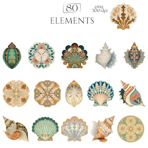 Art Nouveau Seashells Clipart, Ornamental Vintage Sea Shell PNG Graphics with Transparent Background for Branding, Decor & POD