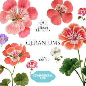 Puede incluir: Ilustración en acuarela de flores de geranio en tonos rosa, rojo y blanco, con hojas y tallos verdes. La imagen incluye el texto "60 Clipart Elements" y "GERANIUMS". Una pancarta azul claro dice "COMMERCIAL USE".