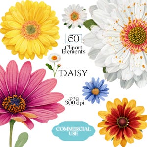 Clipart stokrotki, grafika PNG kwiatu marguerite, ilustracje stokrotek akwarelowe (60 plików, przezroczyste tło)