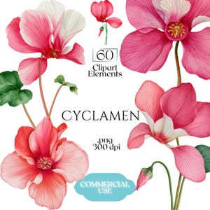 May include: A collection of watercolor cyclamen flower illustrations in shades of pink and white with green leaves. The text reads 60 Clipart Elements, CYCLAMEN, .png 300 dpi, and COMMERCIAL USE. These botanical graphics feature detailed petals.