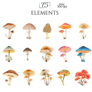 Watercolor Mushroom Clipart, Botanical Mushroom Graphics, Woodland Fungi Illustrations (75 Files, Transparent Background)