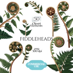 Puede incluir: Conjunto de imágenes prediseñadas digitales con ilustraciones botánicas de helechos y helechos en varias etapas de crecimiento. La imagen incluye el texto "50 Clipart Elements", "FIDDLEHEADS", ".png 300 dpi" y "COMMERCIAL USE".