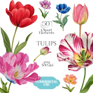 May include: A collection of watercolor tulip clipart elements in various colors, including red, pink, purple, and blue. The image includes the text "50 Clipart Elements" and "TULIPS", along with "Commercial Use" text.