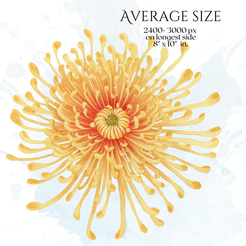 Chrysanthemums Clipart, Vintage Mum Flower Illustrations, Botanical Chrysanthemum PNG Graphics for Crafts, Invitations, Scrapbooking & POD