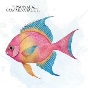 Pastel Fish Clipart, Delicate Coastal PNG Graphics, Tropical Fish Illustrations (60 Files, Transparent Background)