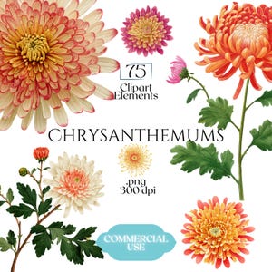 Chrysanthemums Clipart, Vintage Mum Flower Illustrations, Botanical Chrysanthemum PNG Graphics for Crafts, Invitations, Scrapbooking & POD