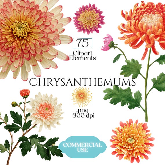 Chrysanthemums Clipart, Vintage Mum Flower Illustrations, Botanical Chrysanthemum PNG Graphics for Crafts, Invitations, Scrapbooking & POD