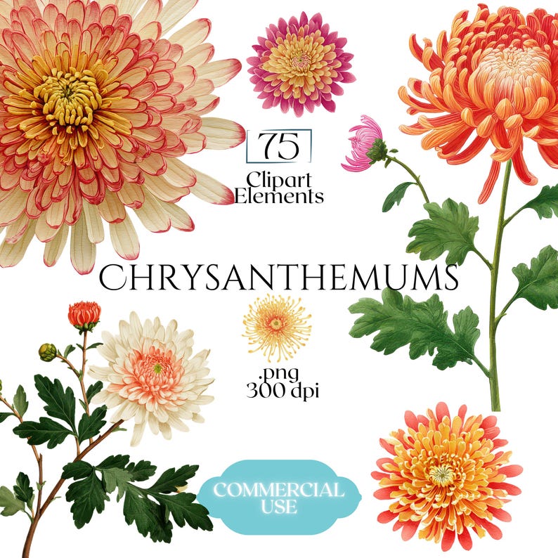 Chrysanthemums Clipart, Vintage Mum Flower Illustrations, Botanical Chrysanthemum PNG Graphics for Crafts, Invitations, Scrapbooking & POD